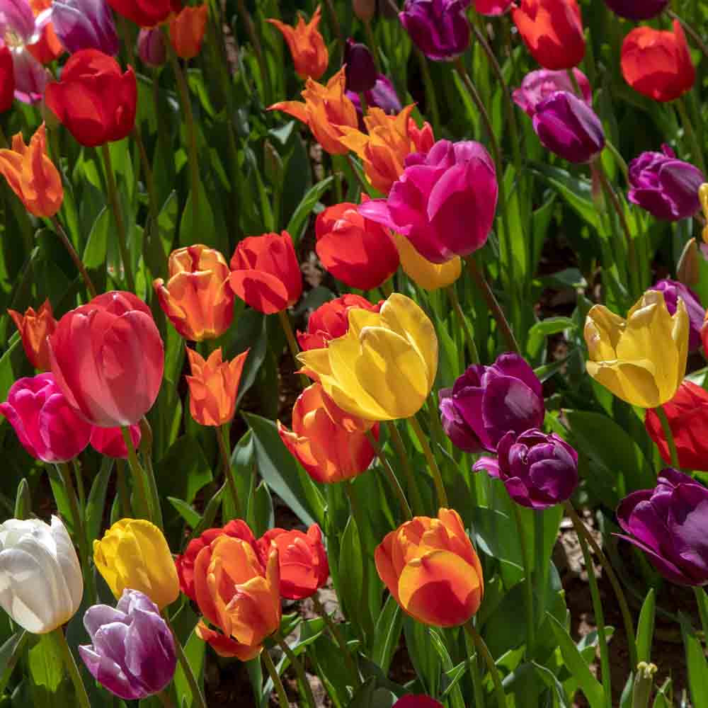 TULIPE BOTANIQUE EN MÉLANGE BIO 