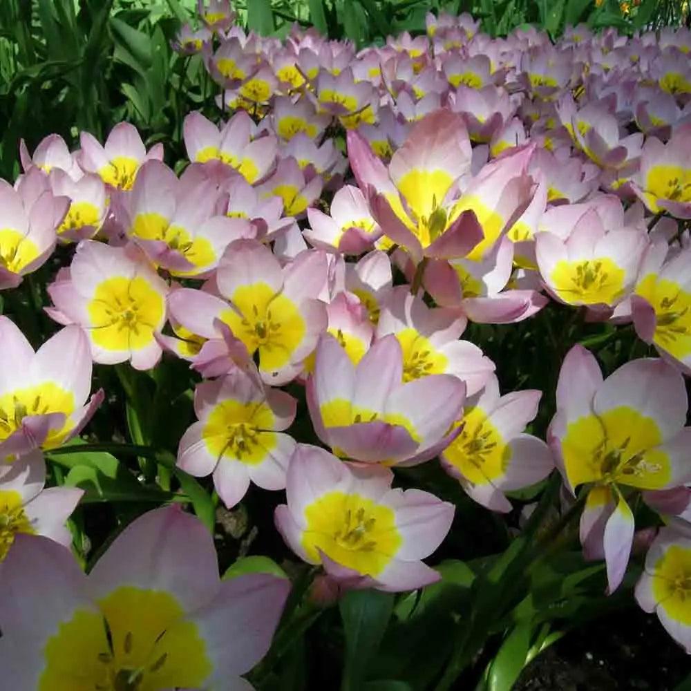 TULIPE BOTANIQUE SAXATILIS 