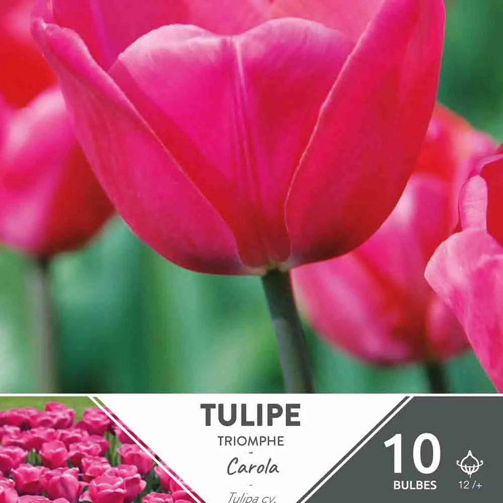 TULIPE CAROLA 