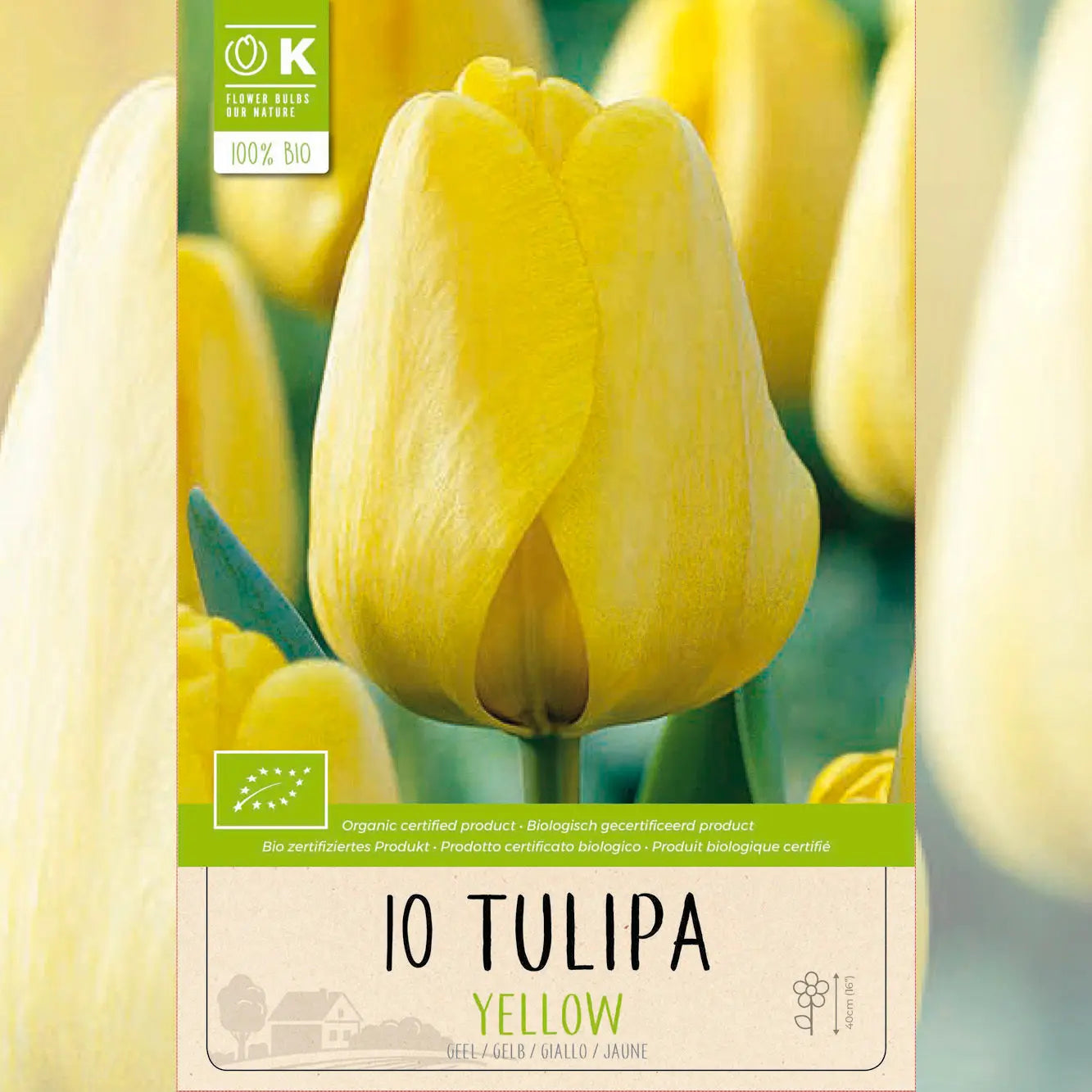 TULIPE DARWIN HYBRID YELLOW AB 