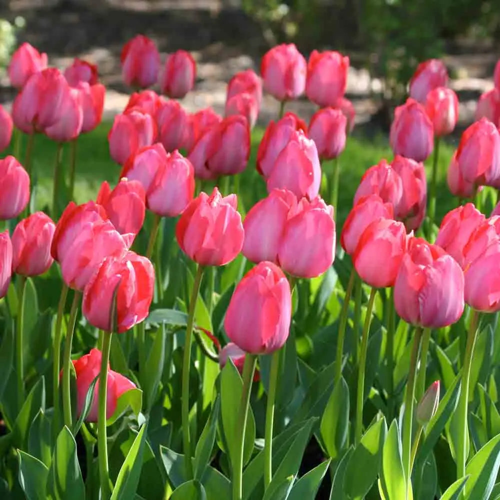 TULIPE DARWIN HYBRIDE VAN EIJK 