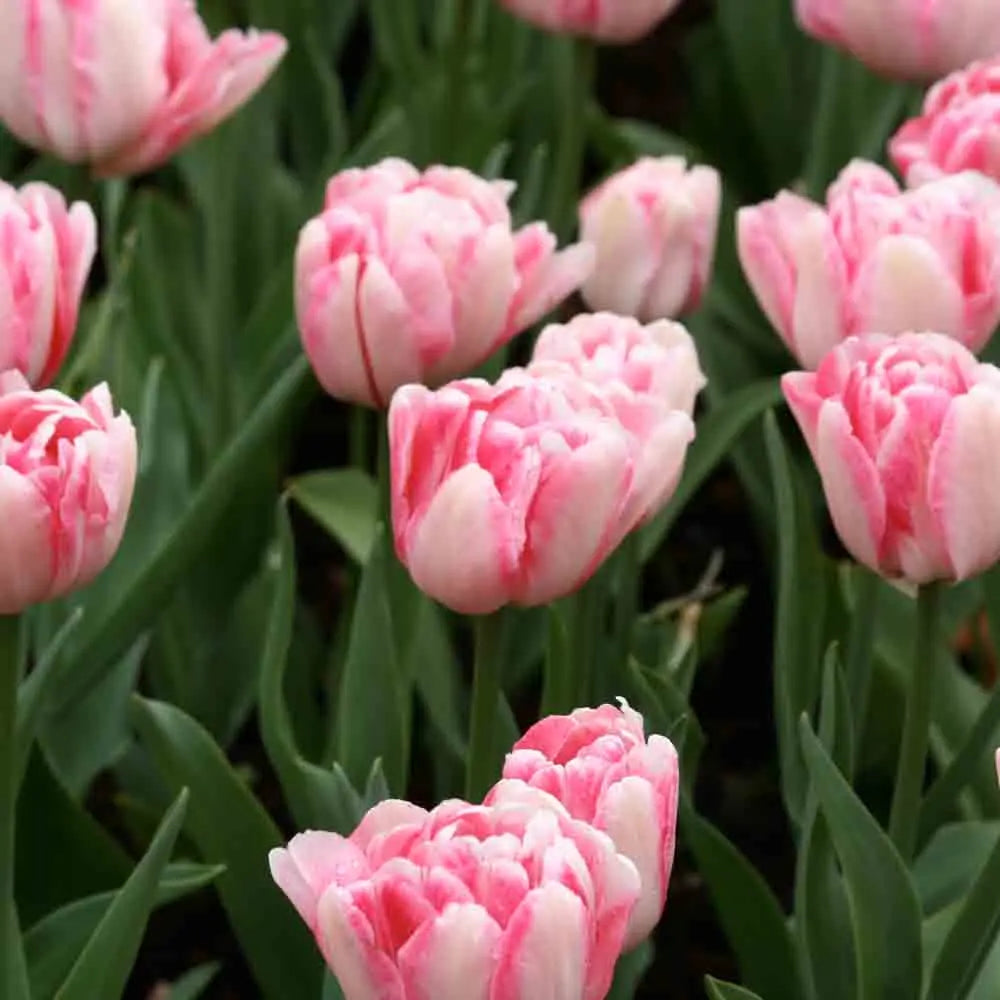 TULIPE DOUBLE HÂTIVE FOXTROT 