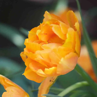 TULIPE DOUBLE HÂTIVE ORCA 
