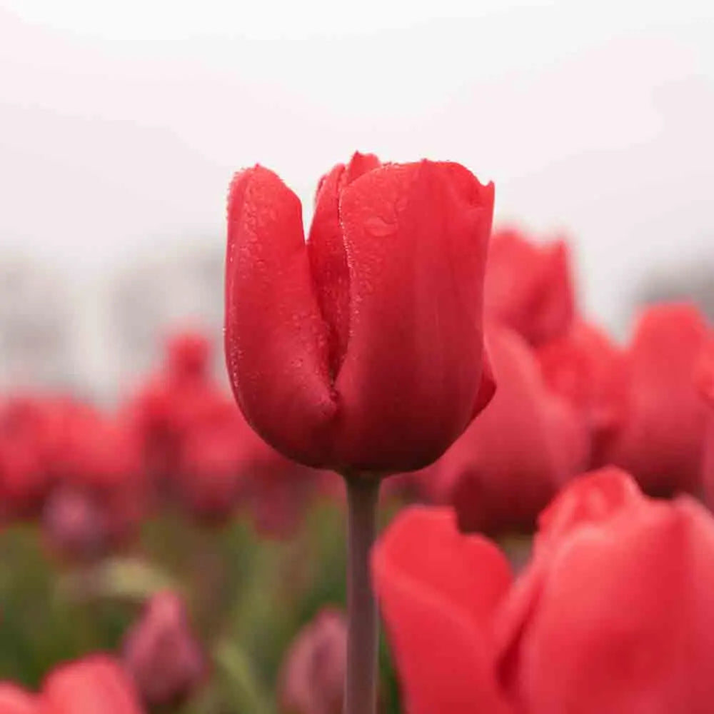 TULIPE ESCAPE 