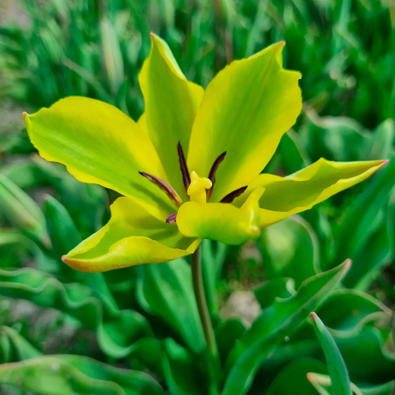 TULIPE FORMOSA 