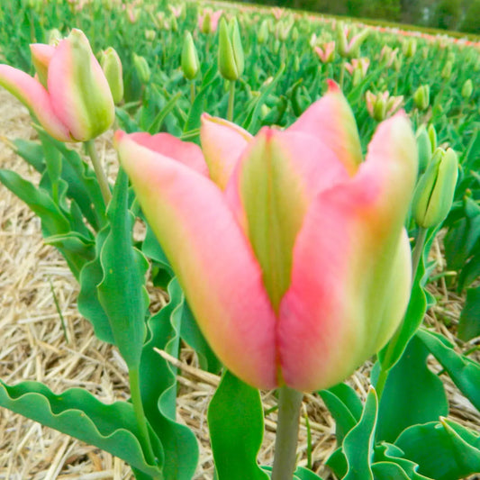 TULIPE GRÜNLAND 