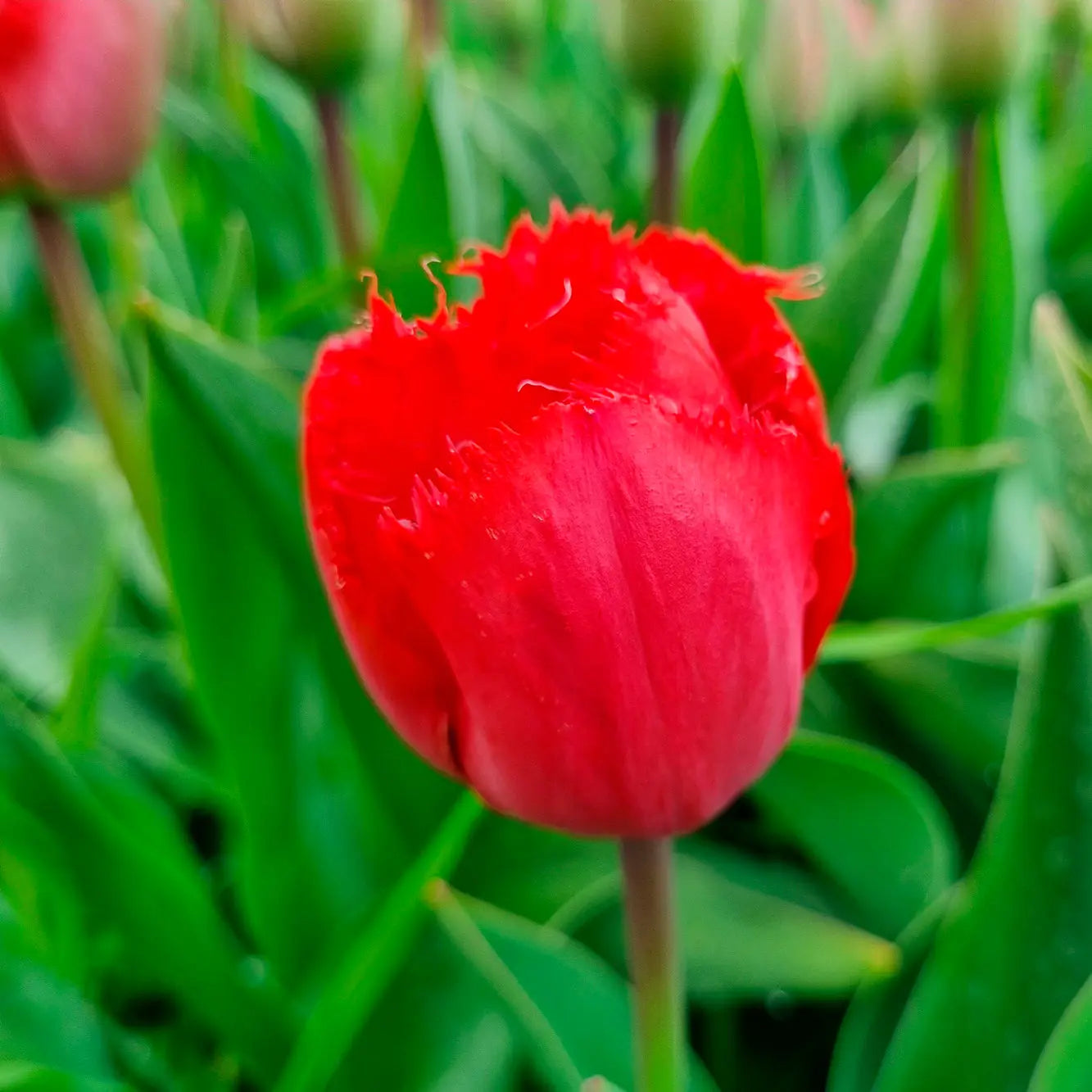 TULIPE MASTERPEACE AB 