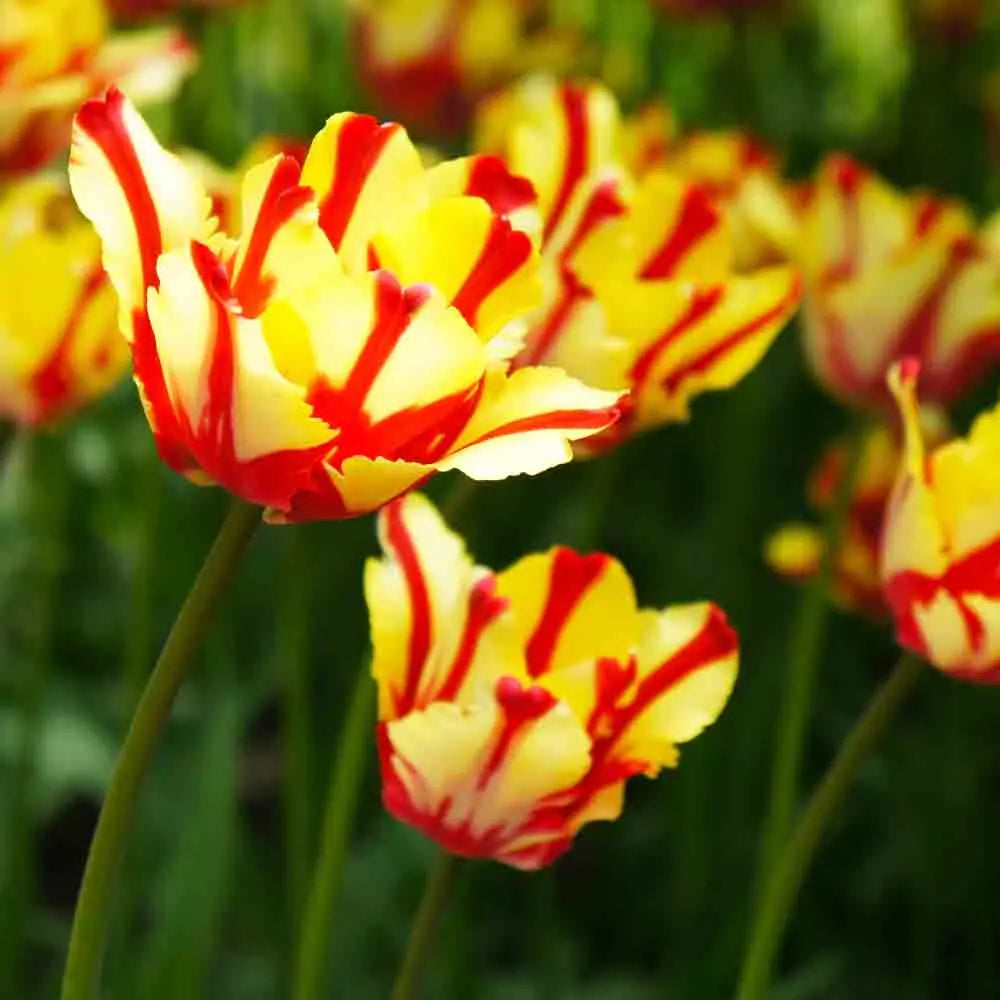 TULIPE PERROQUET TEXAS FLAME 