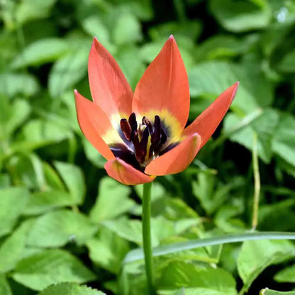 TULIPE PULCHELLA LITTLE PRINCESS 