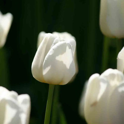 TULIPE TRIOMPHE ANTARCTICA 