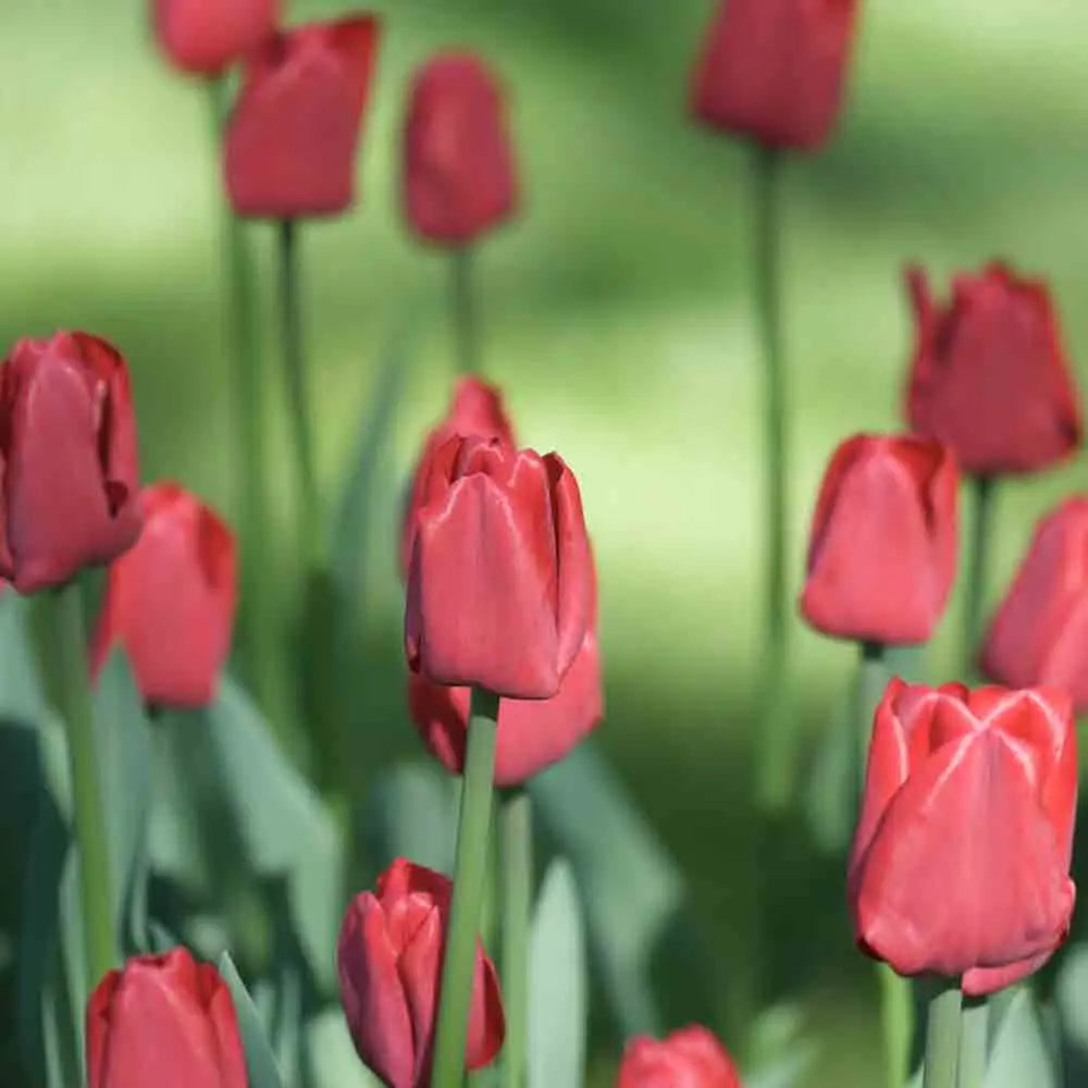 TULIPE TRIOMPHE RED BIO 