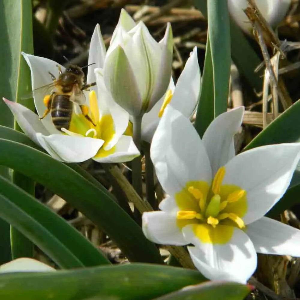 TULIPE  TURKESTANICA AB 