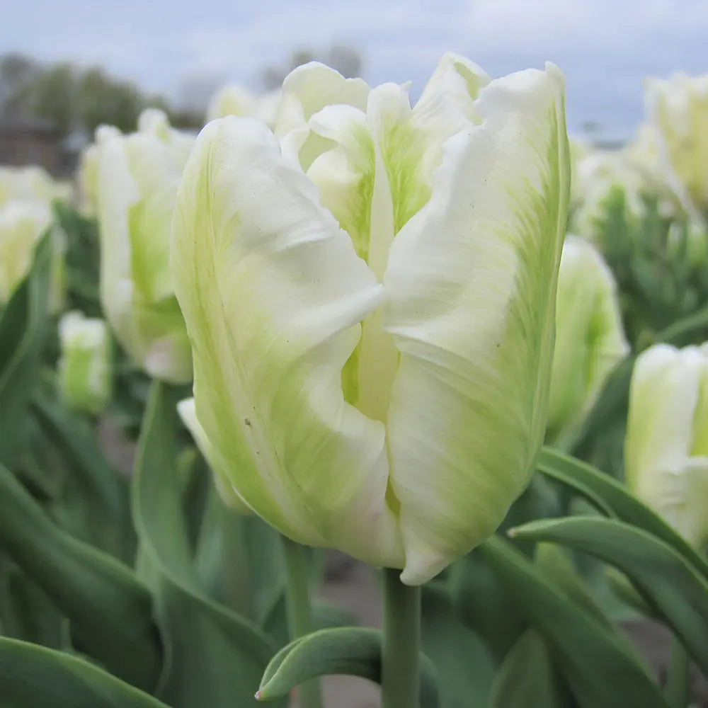 TULIPE WHITE REBEL AB 