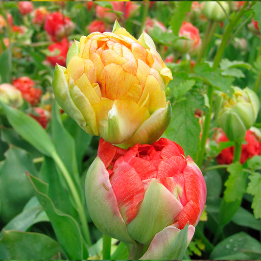 TULIPE GUDOSHNIK DOUBLE AB 