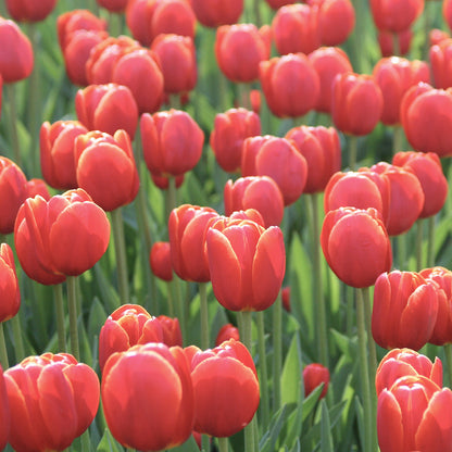 TULIPE VERANDI AB 