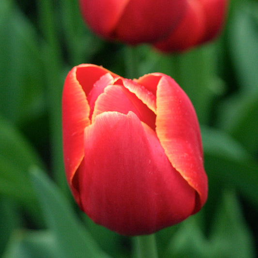 TULIPE VERANDI AB 