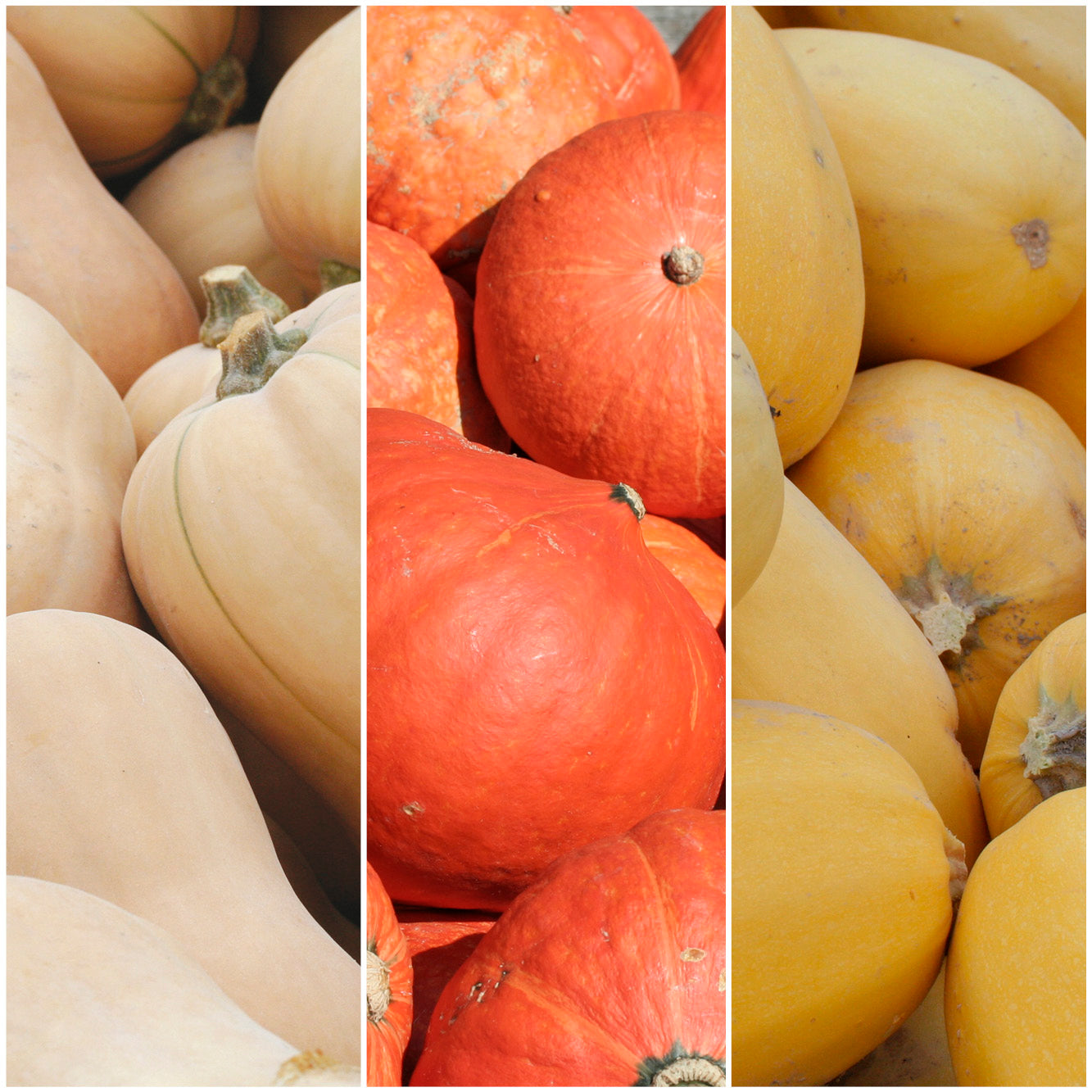 SÉLECTION "TRIO DE COURGES"