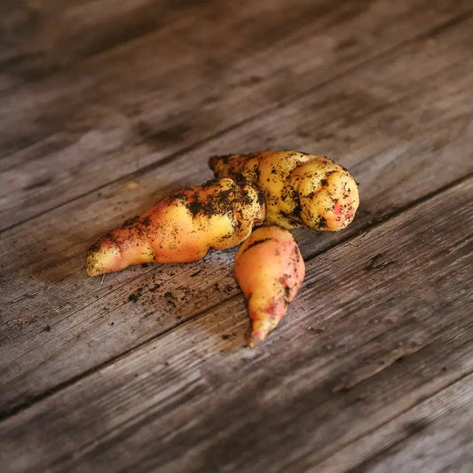 Tubercules de capucine tubéreuse – La Ferme de Sainte Marthe