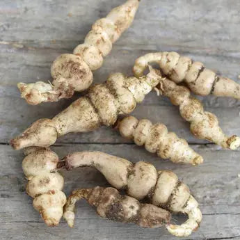 Tubercules de crosnes du japon bio – La Ferme de Sainte Marthe