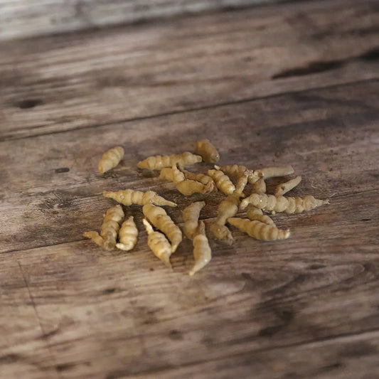 Tubercules de crosnes du japon – La Ferme de Sainte Marthe