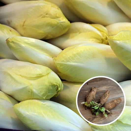 Racines d'endives – La Ferme de Sainte Marthe