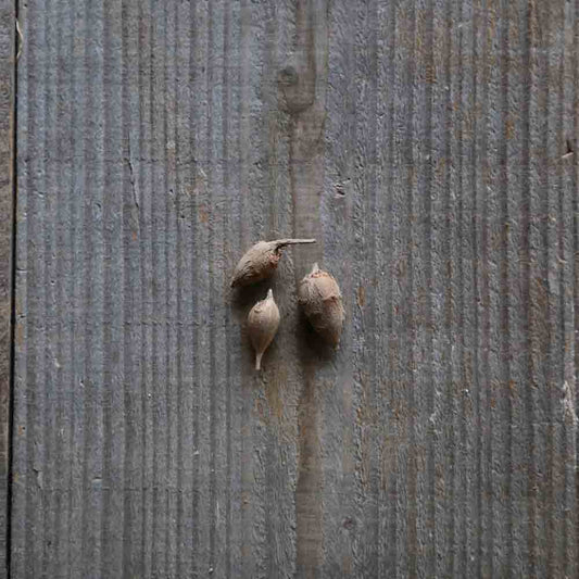 Tubercules de glycine tubéreuse bio – La Ferme de Sainte Marthe