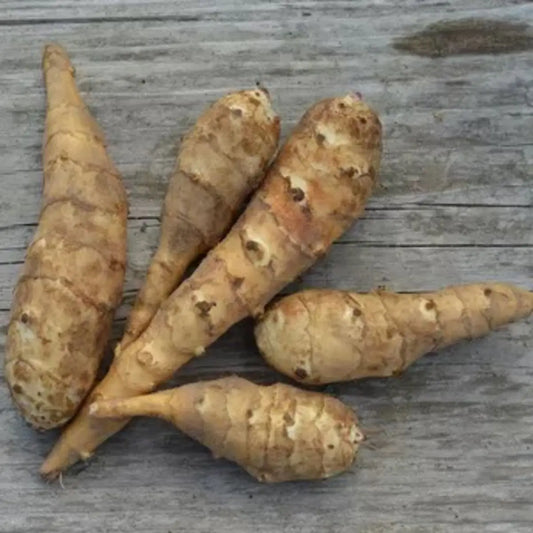 Tubercules d'hélianthi bio – La Ferme de Sainte Marthe