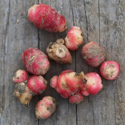 Tubercules d'oca du pérou bio – La Ferme de Sainte Marthe