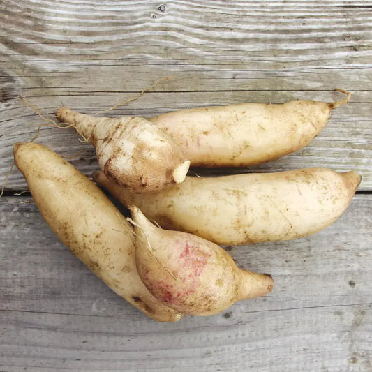 Tubercules de poire de terre bio – La Ferme de Sainte Marthe