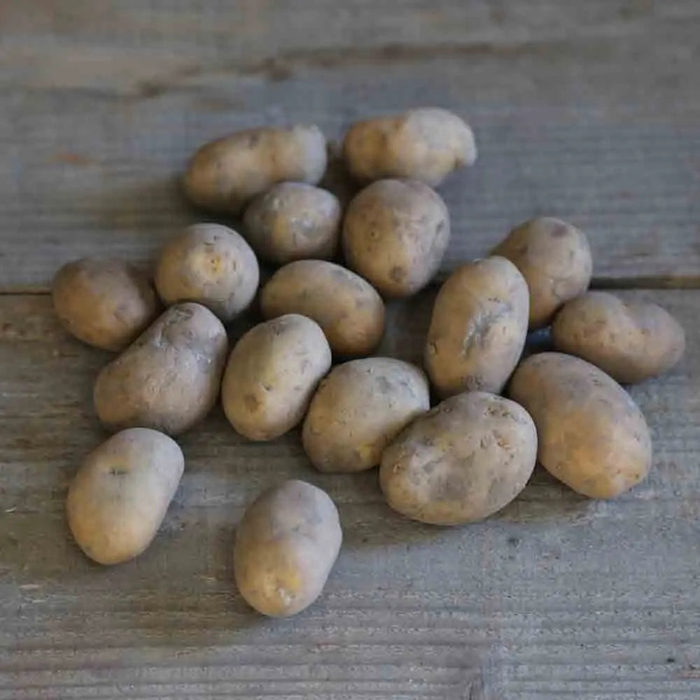 Tubercules de pomme de terre agria bio – La Ferme de Sainte Marthe