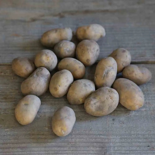 Tubercules de pomme de terre agria bio – La Ferme de Sainte Marthe