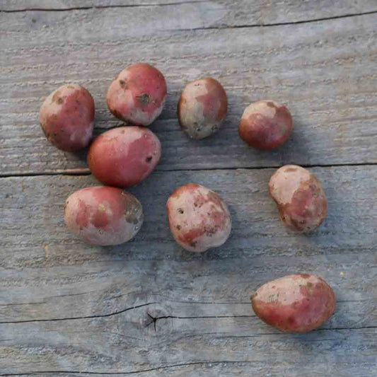Tubercules de pomme de terre alouette bio – La Ferme de Sainte Marthe