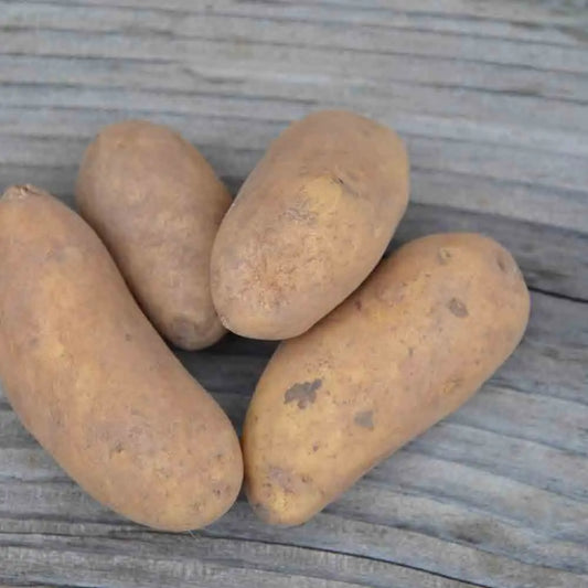 Tubercules de pomme de terre amandine – La Ferme de Sainte Marthe