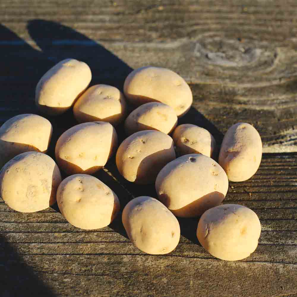 Tubercules de pomme de terre anaïs bio – La Ferme de Sainte Marthe