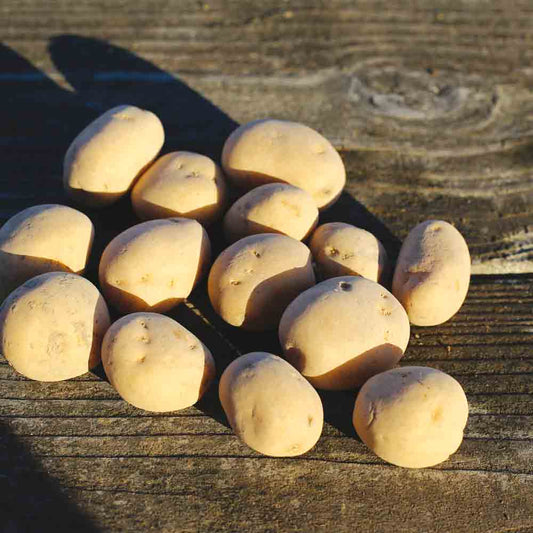 Tubercules de pomme de terre anaïs bio – La Ferme de Sainte Marthe