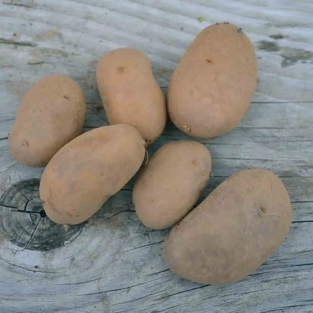 Tubercules de pomme de terre belle de fontenay – La Ferme de Sainte Marthe
