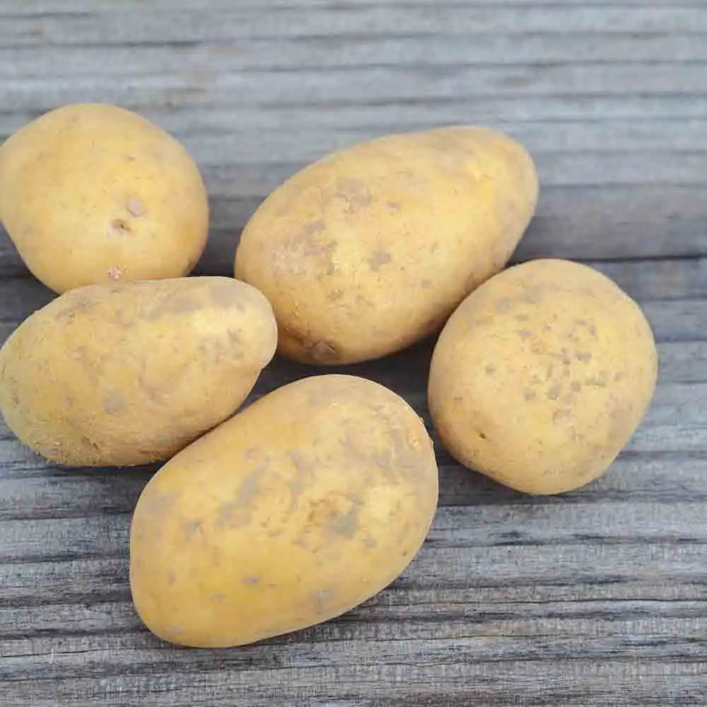 Tubercules de pomme de terre bernadette bio – La Ferme de Sainte Marthe