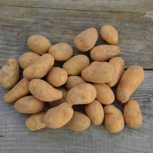 Tubercules de pomme de terre blanche bio – La Ferme de Sainte Marthe