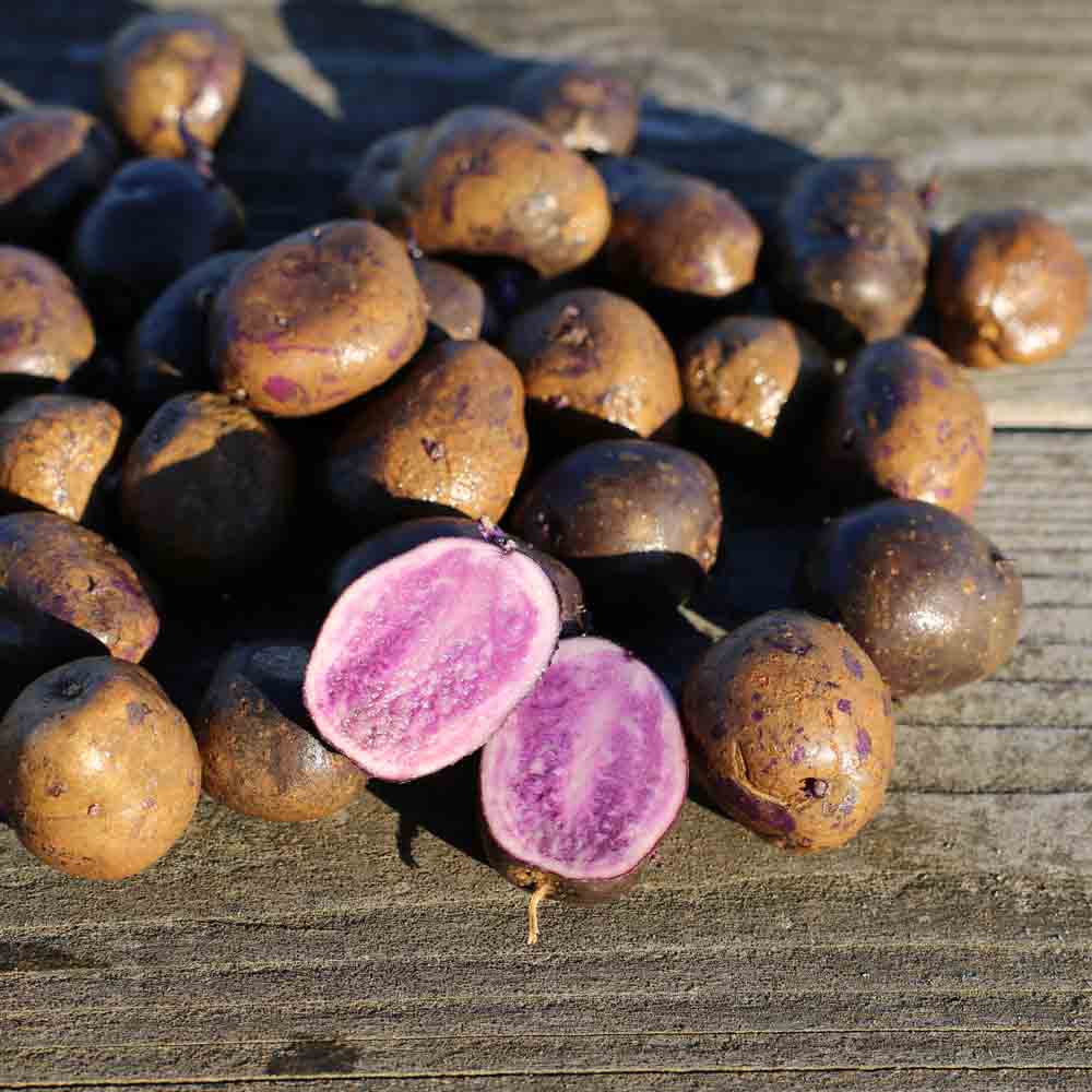 Tubercules de pomme de terre bleue d'artois (ou bleu de la manche) – La Ferme de Sainte Marthe