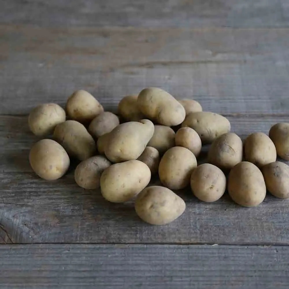 Tubercules de pomme de terre carrera – La Ferme de Sainte Marthe