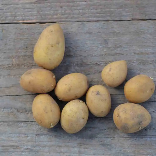 Tubercules de pomme de terre cephora bio – La Ferme de Sainte Marthe