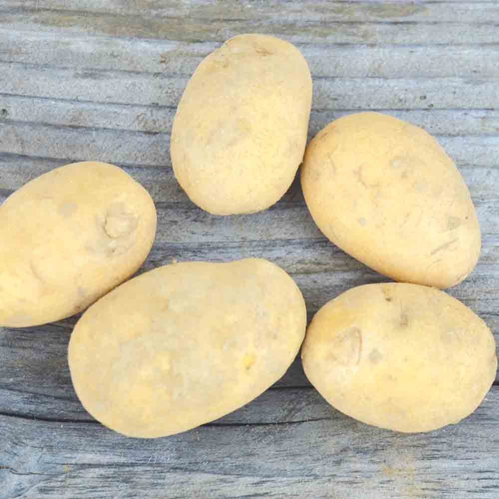 Tubercules de pomme de terre charlotte bio – La Ferme de Sainte Marthe