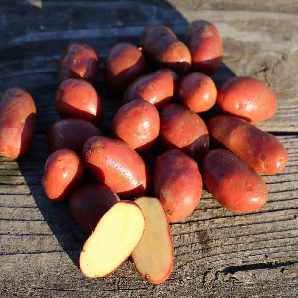 Tubercules de pomme de terre cheyenne bio – La Ferme de Sainte Marthe
