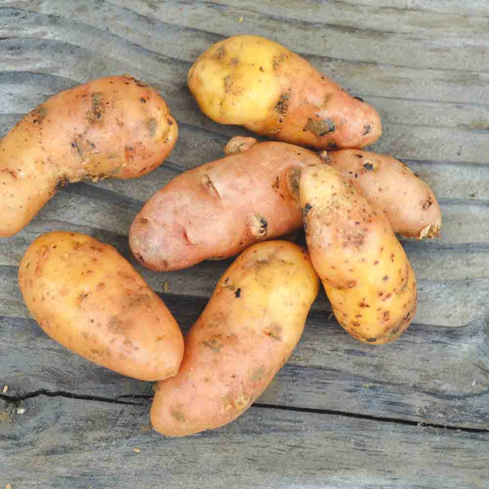 Tubercules de pomme de terre corne de gatte (ou pink fire apple) – La Ferme de Sainte Marthe