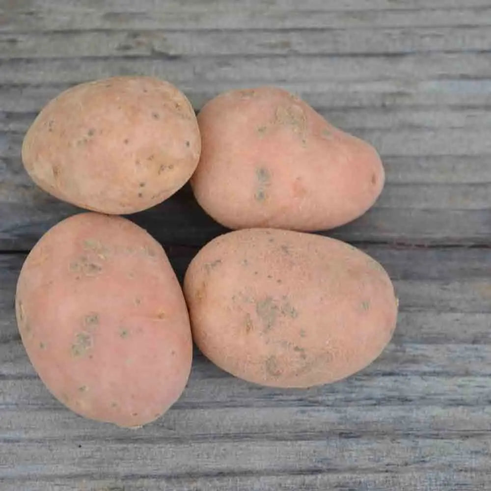 Tubercules de pomme de terre desirée bio – La Ferme de Sainte Marthe