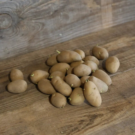 Tubercules de pomme de terre dolwen primeur® (variété gwenne) – La Ferme de Sainte Marthe