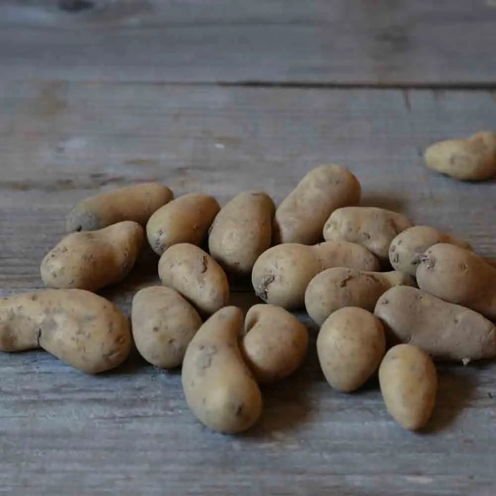 Tubercules de pomme de terre frangine – La Ferme de Sainte Marthe