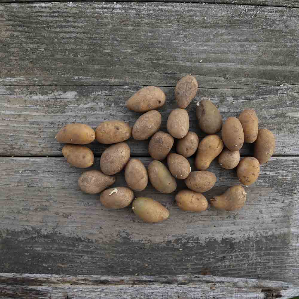 Tubercules de pomme de terre gourmandine – La Ferme de Sainte Marthe