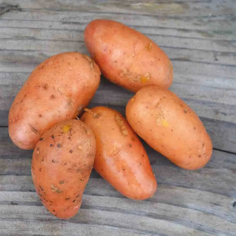 Tubercules de pomme de terre jeannette bio – La Ferme de Sainte Marthe