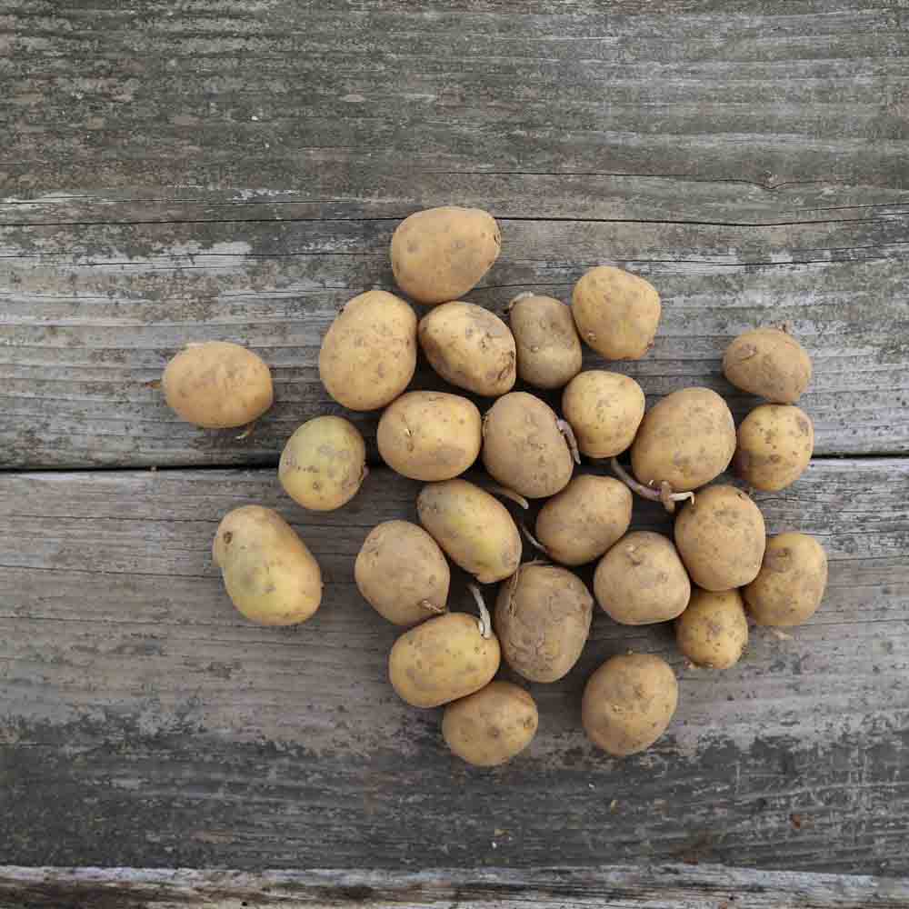 Tubercules de pomme de terre osiris bio – La Ferme de Sainte Marthe